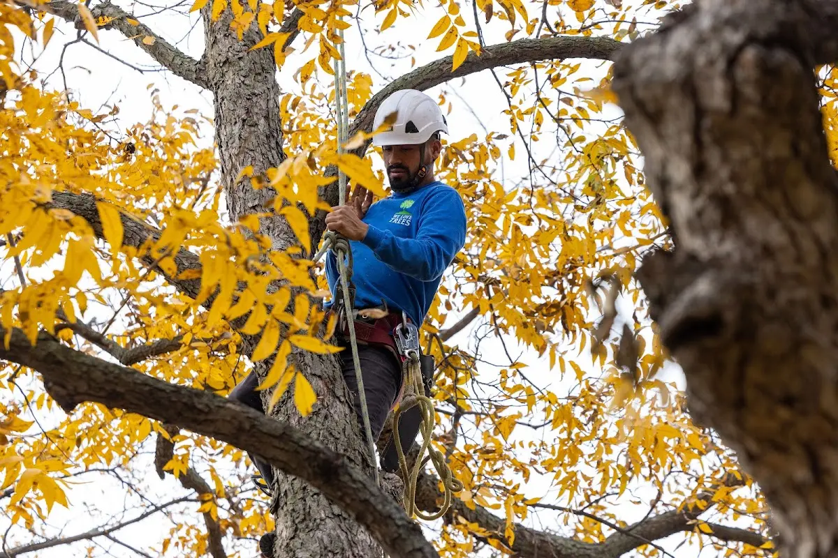 Skilled Storm Damage Cleanup crew working in Springfield