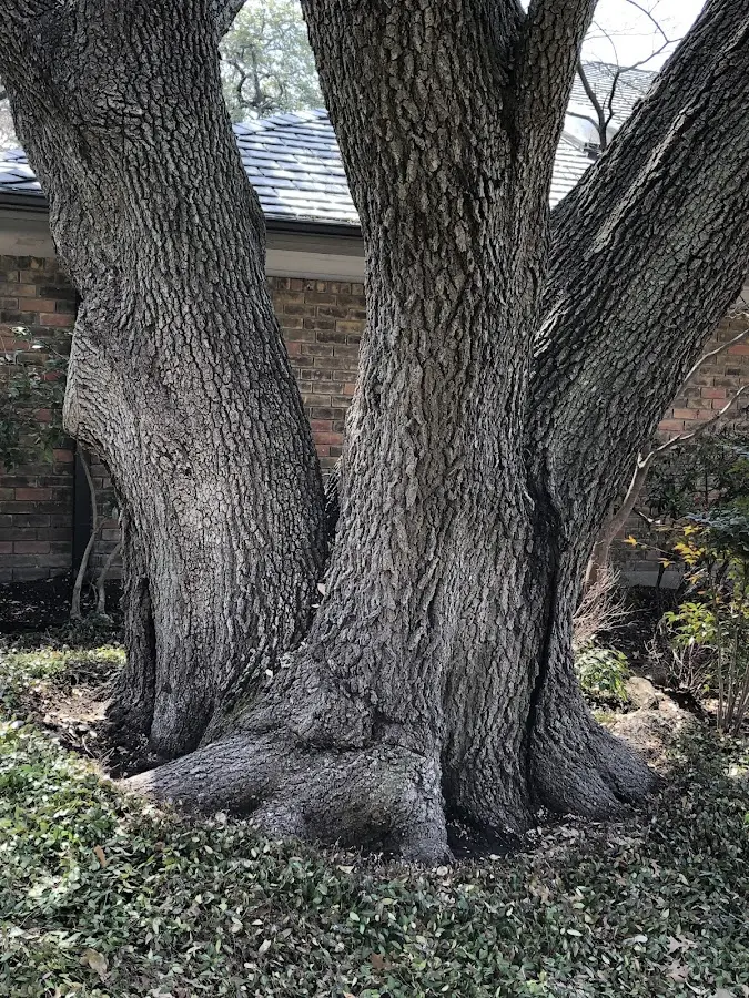 Mature heritage tree close to a Springfield property cared for by certified arborists